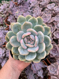 Variegated Echeveria "Blue Metal"