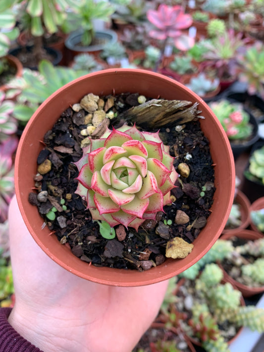 Echeveria "Black Rose"