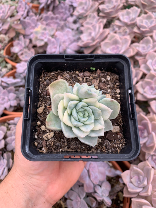 Echeveria ''Anna Geum'' variegada