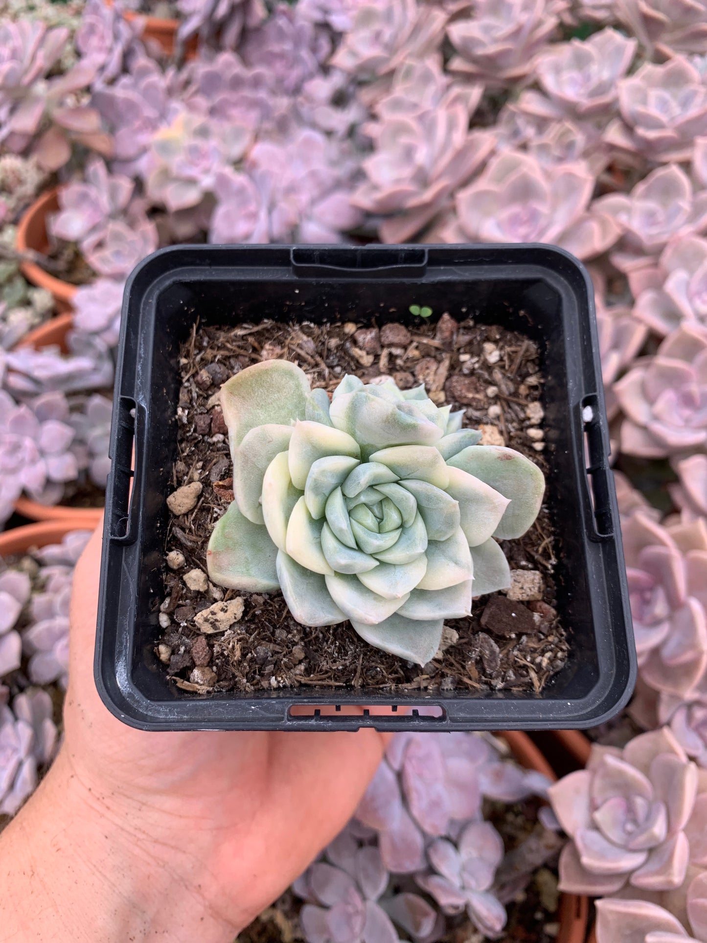 Bunte Echeveria "Blue Metal"