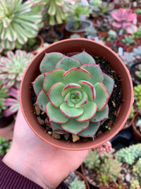 Echeveria "Black Rose"