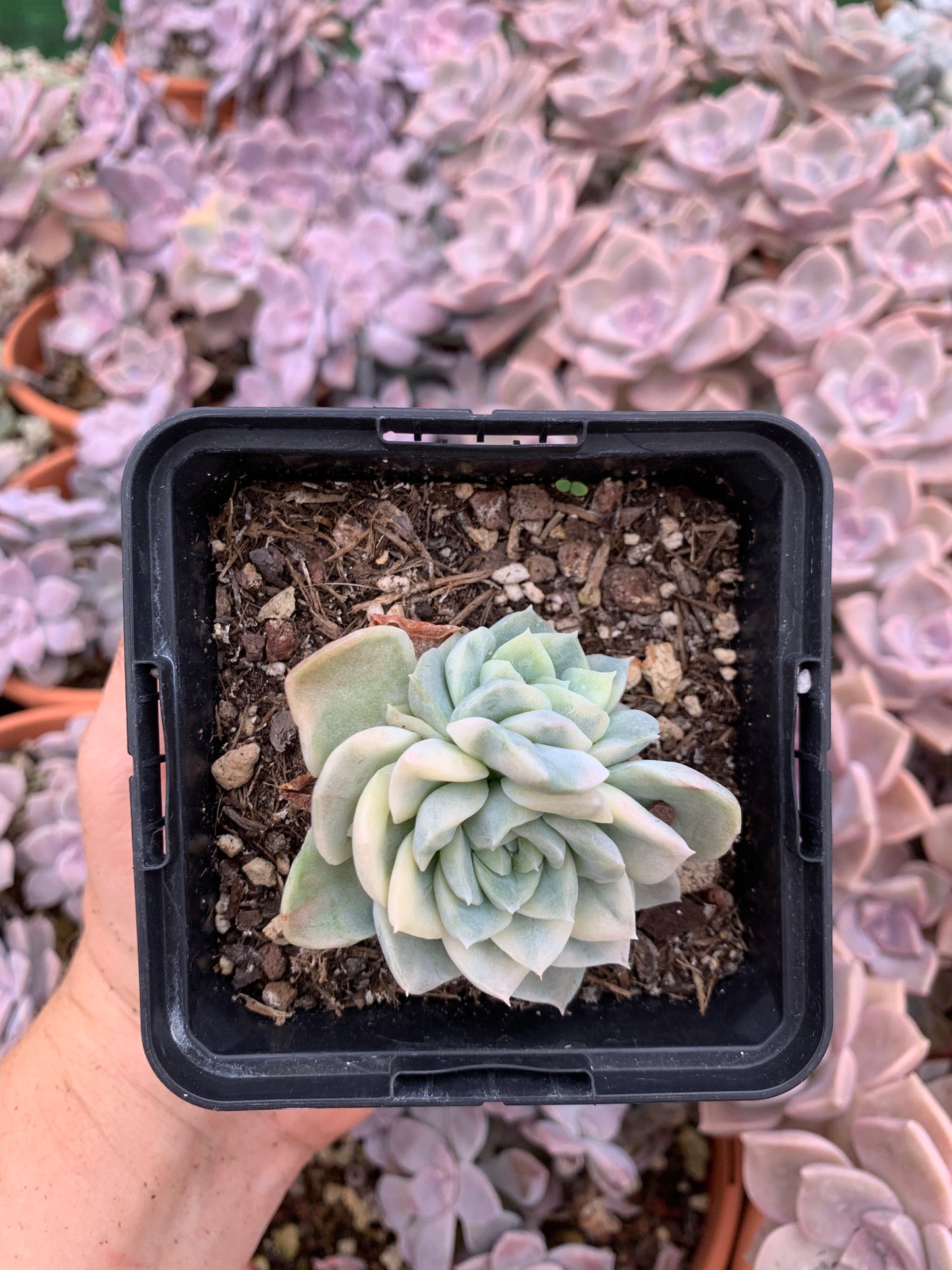 Bunte Echeveria "Blue Metal"