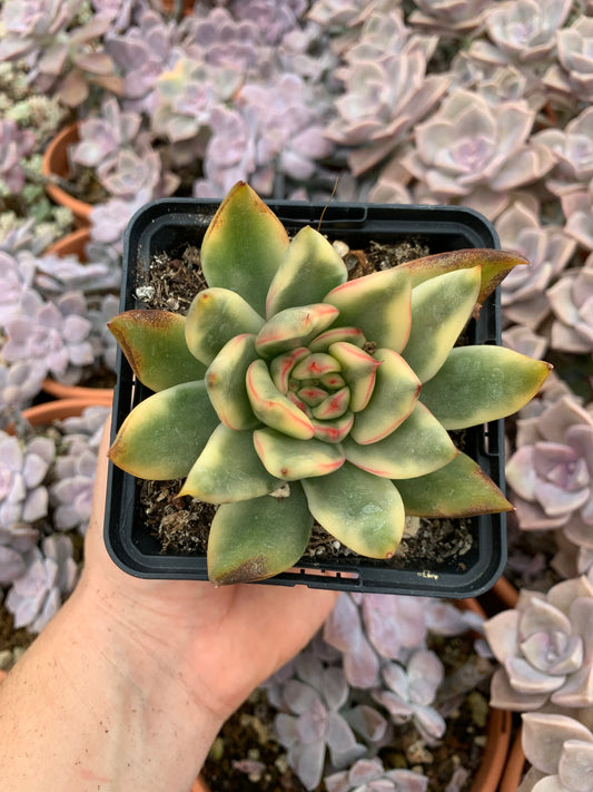 Echeveria agavoides "Maria" variegada Korean