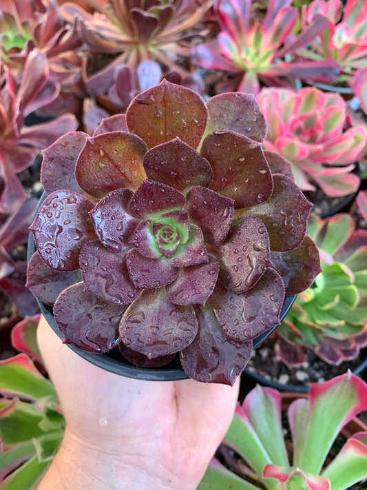 Aeonium "black evil"