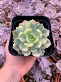 Pachyveria "Worthy one" variegada korea