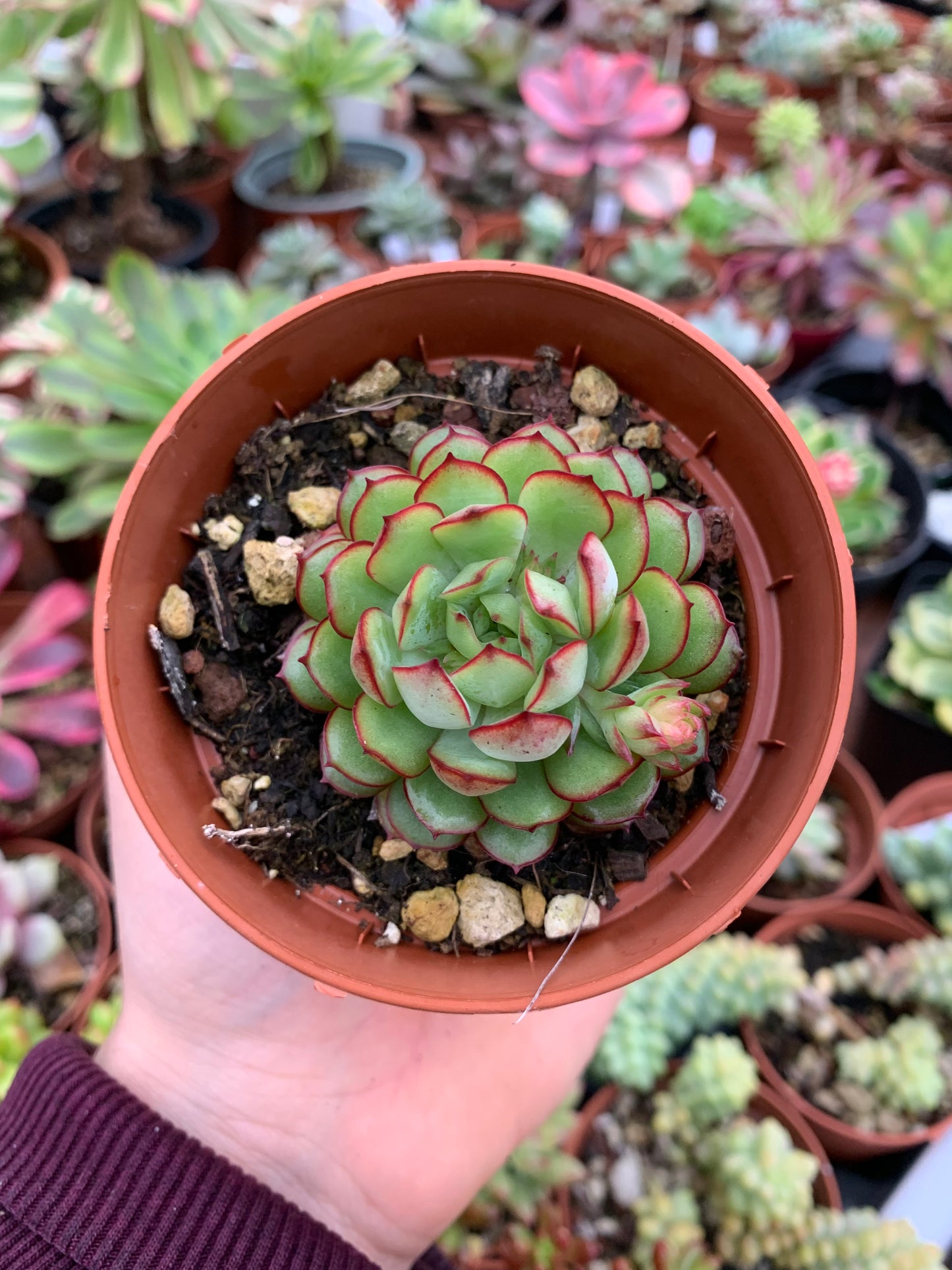 Echeveria "Dream Rose"