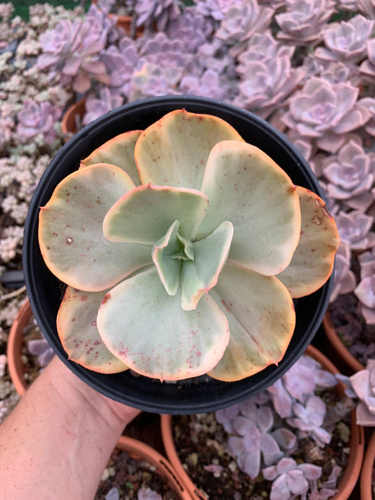 Echeveria "Ice age" variegada Korean