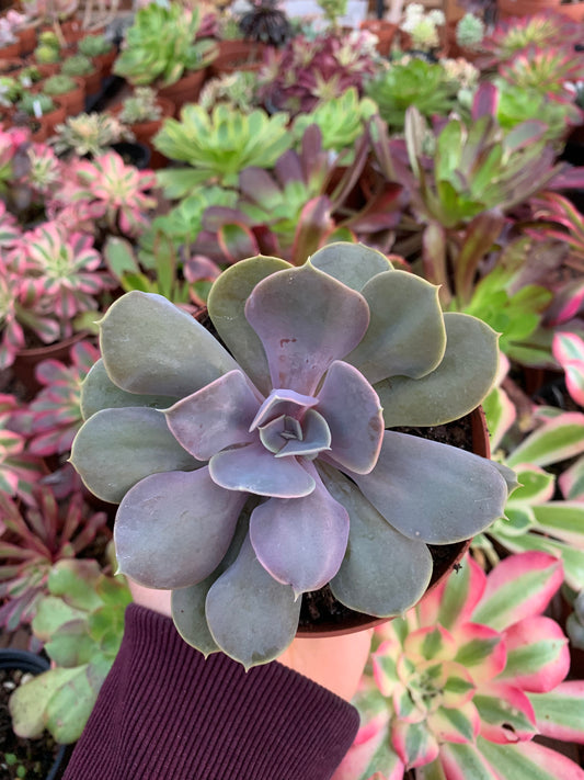 Echeveria "Valkyrie Trumpet"