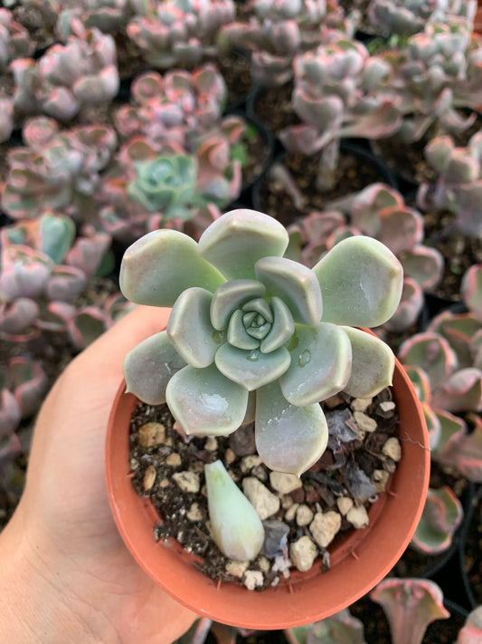 Graptoveria "Alabaster Gem"