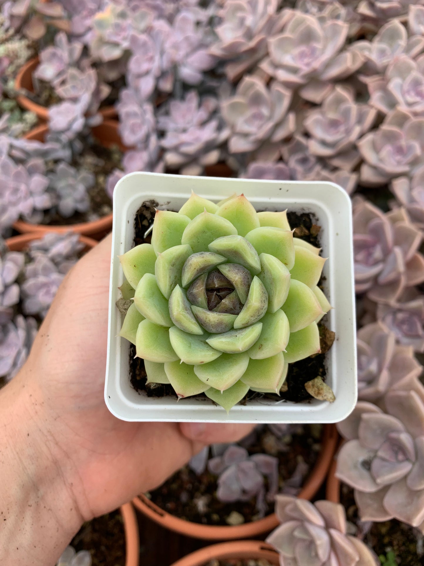 Echeveria "Sugar Heart Velvet"