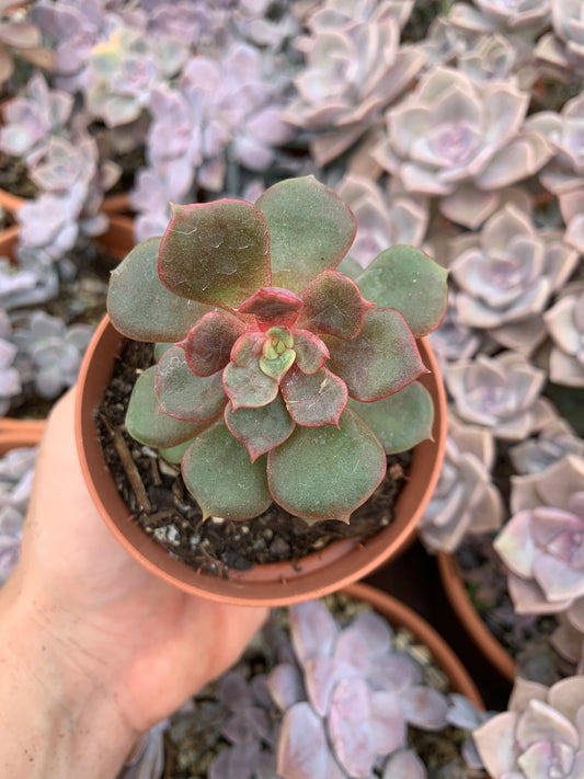 Echeveria "Zestar" Korean XXL