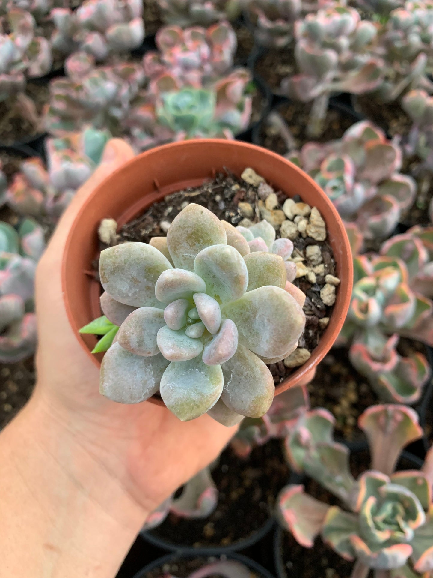 Pachyveria "Cutie Peach"  Korean