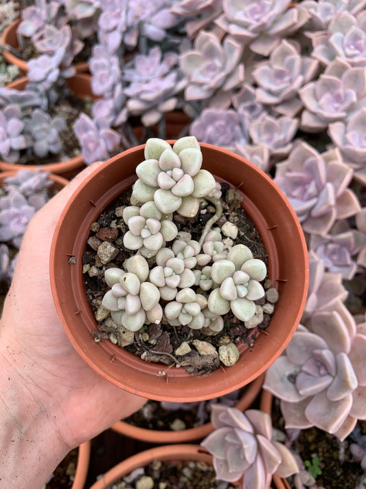 Graptopetalum mendozae