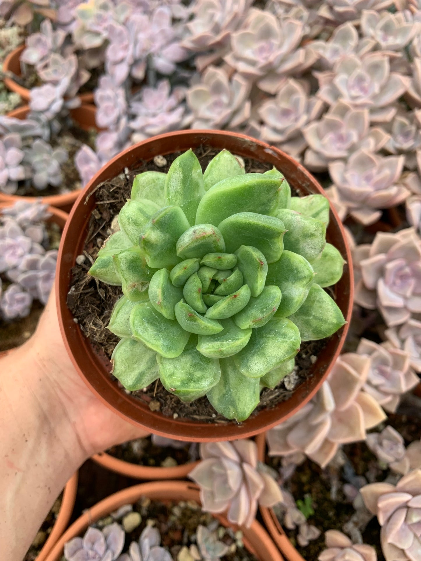 Echeveria  "Ice Angel" variegada