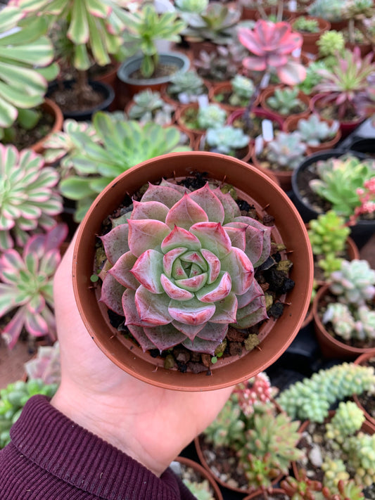 Echeveria "Colorado" (E. colorata hybrid selected) Korean by ChangHee