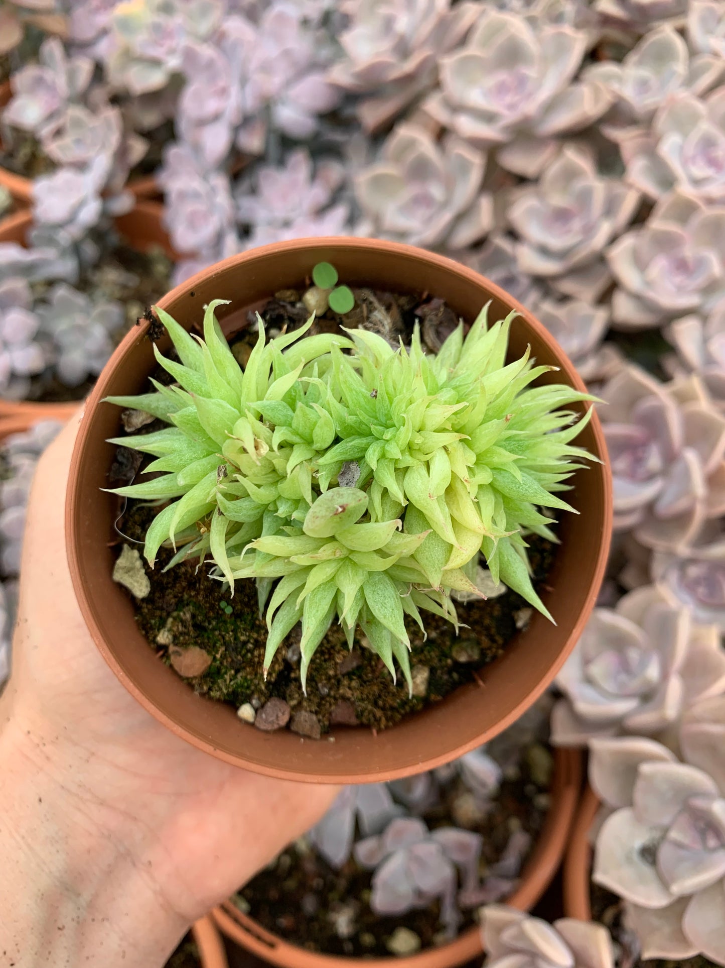 Echeveria agavoides "Maria" Korean