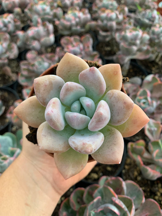 Graptoveria "Opalina"