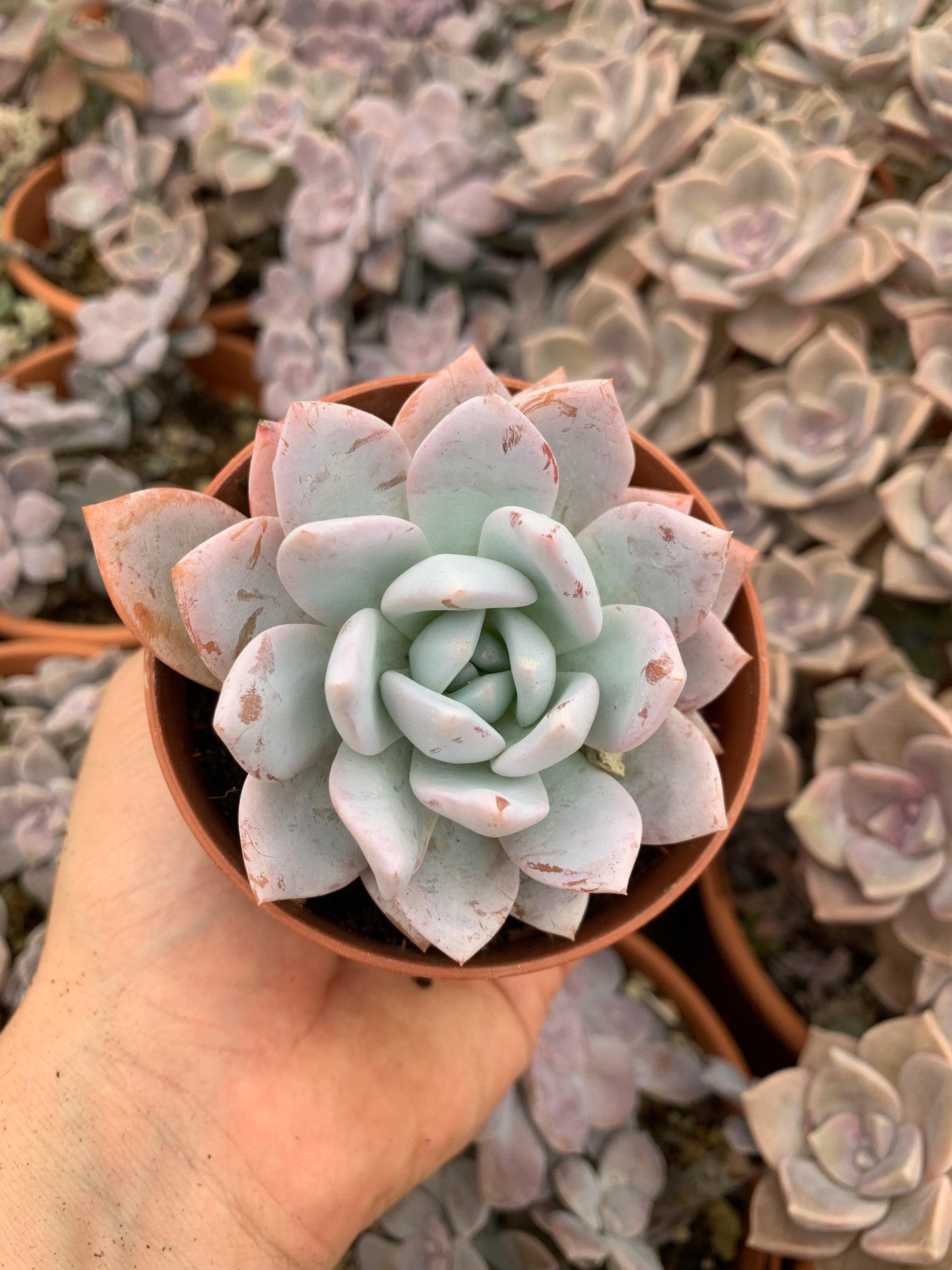 Echeveria „trumso“ Korea