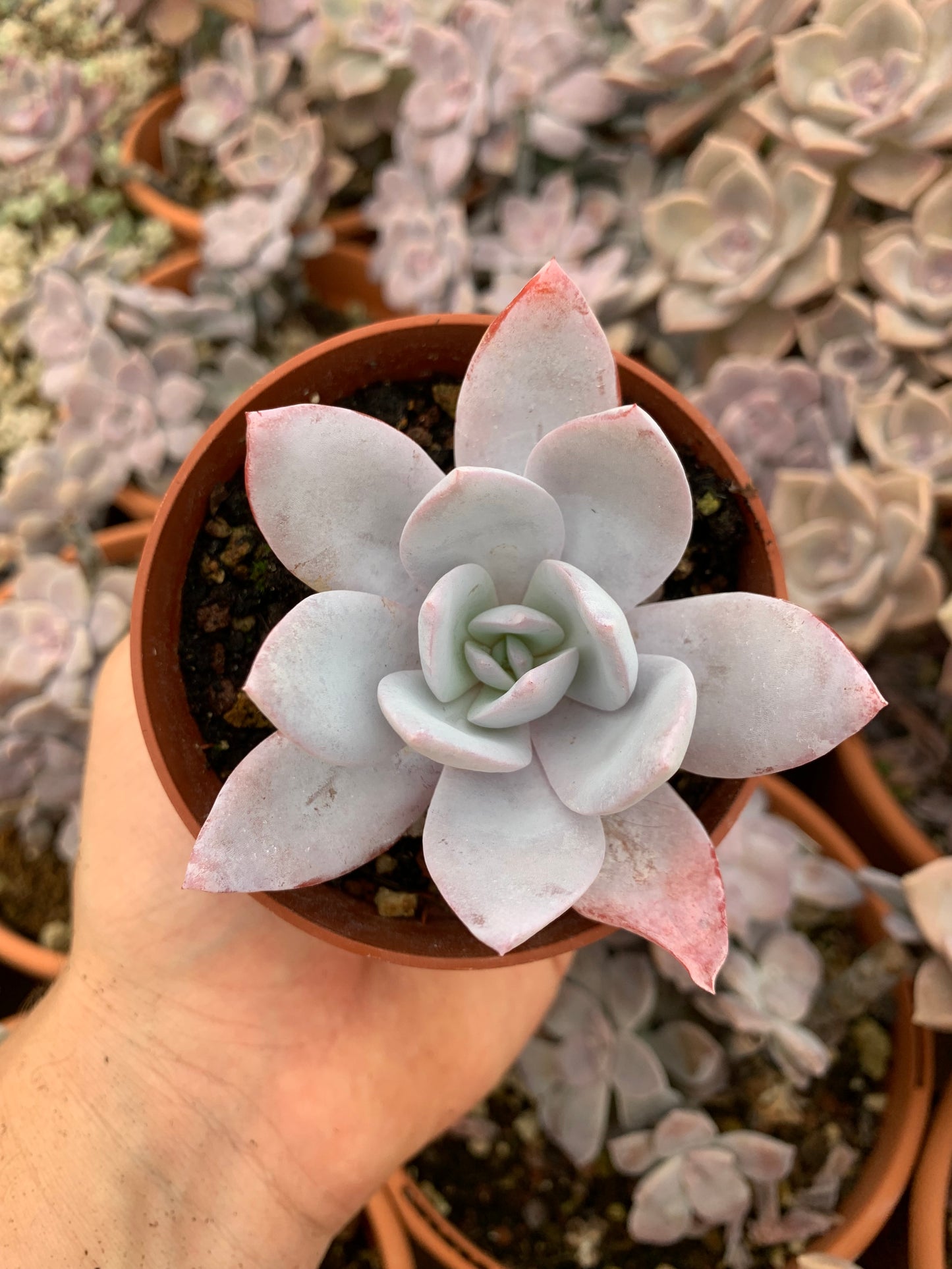 Echeveria "White Lotus" Korean