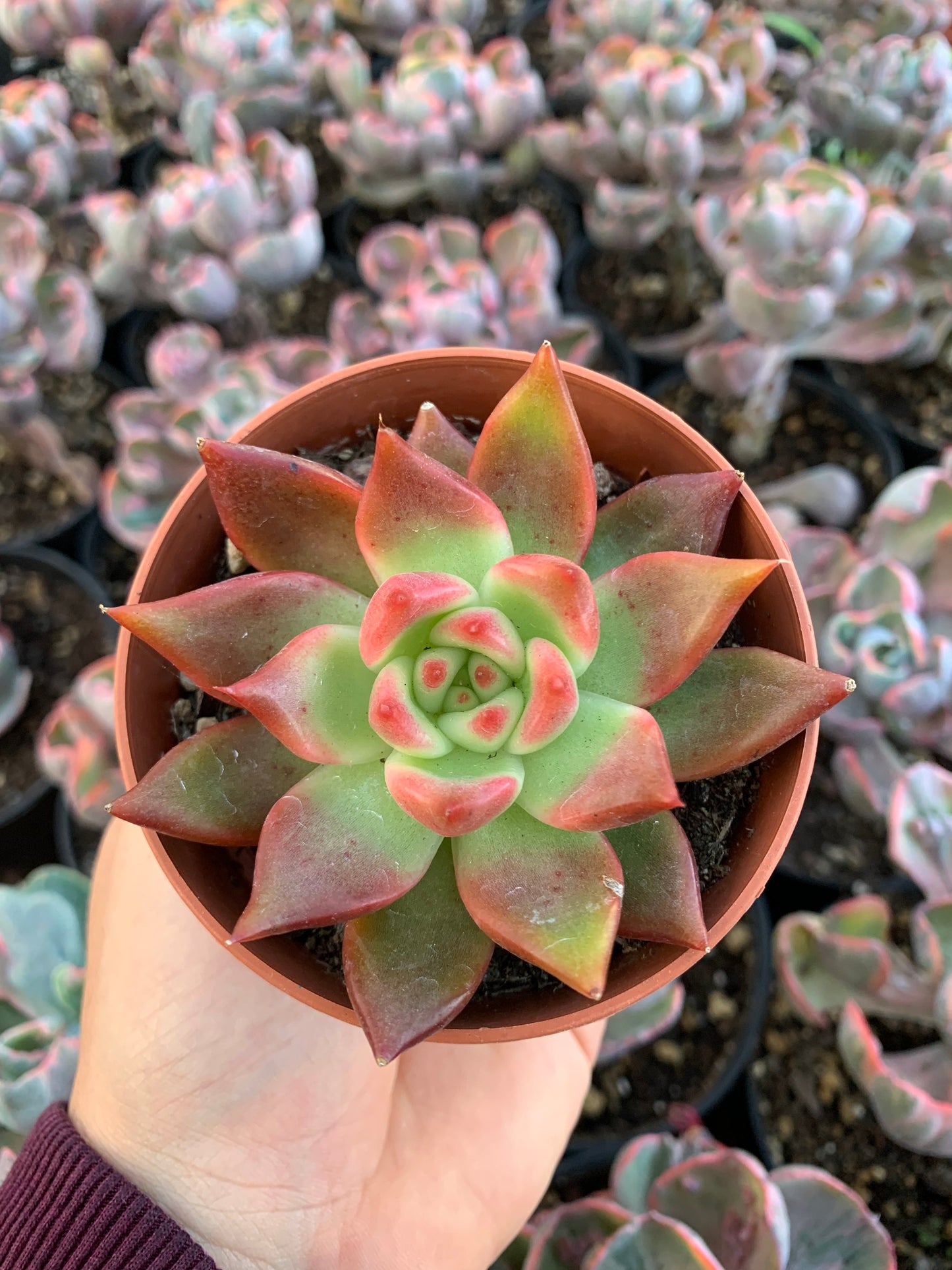 Echeveria agavoides " Frank Reinel"