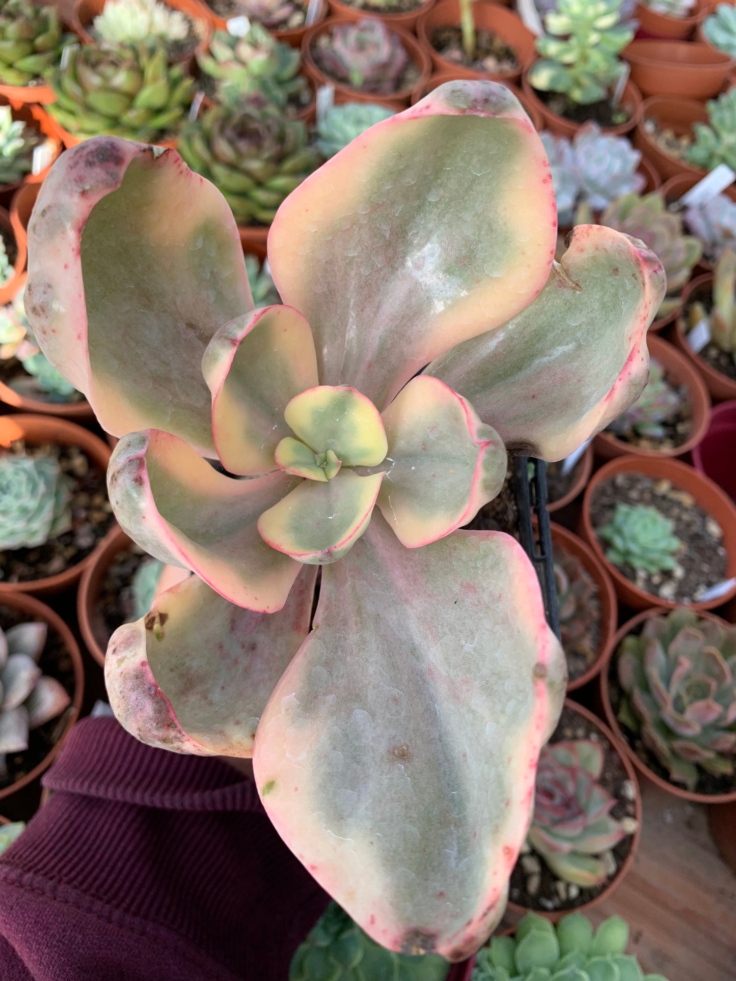 Echeveria „Golden State“ bunt Korea