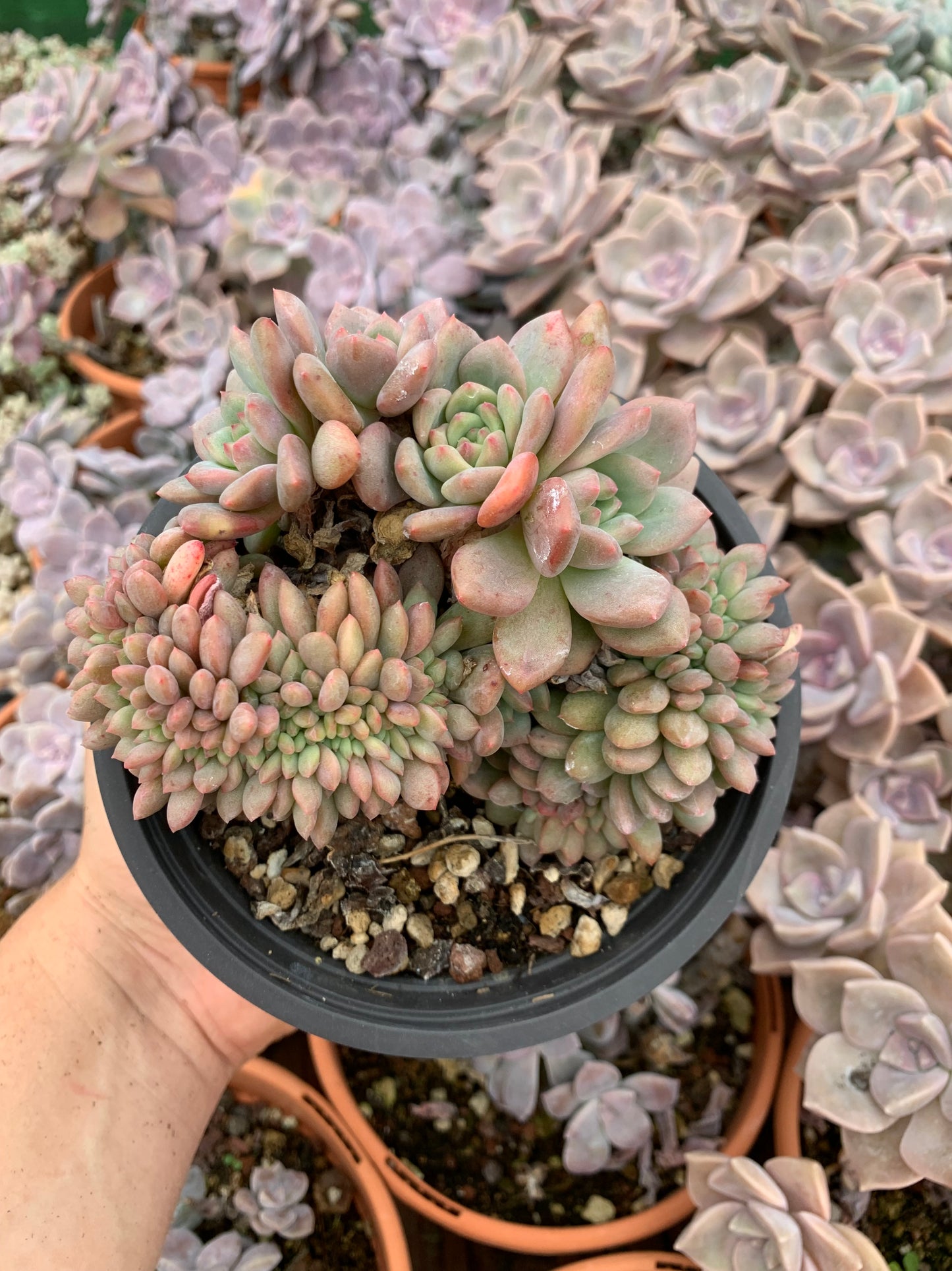 Echeveria "Ariel"crestada (E. "Champagne x E. laui) XXL