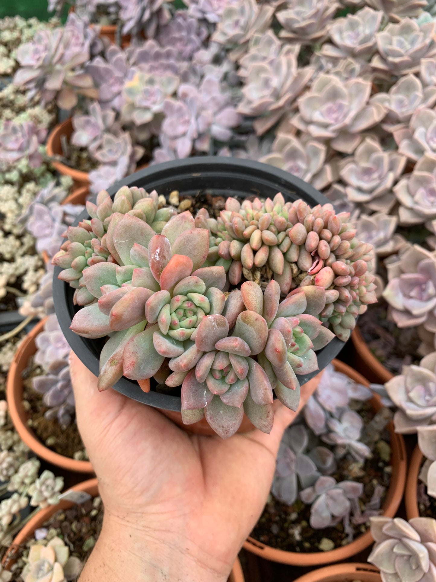 Echeveria "Ariel"crestada (E. "Champagne x E. laui) XXL