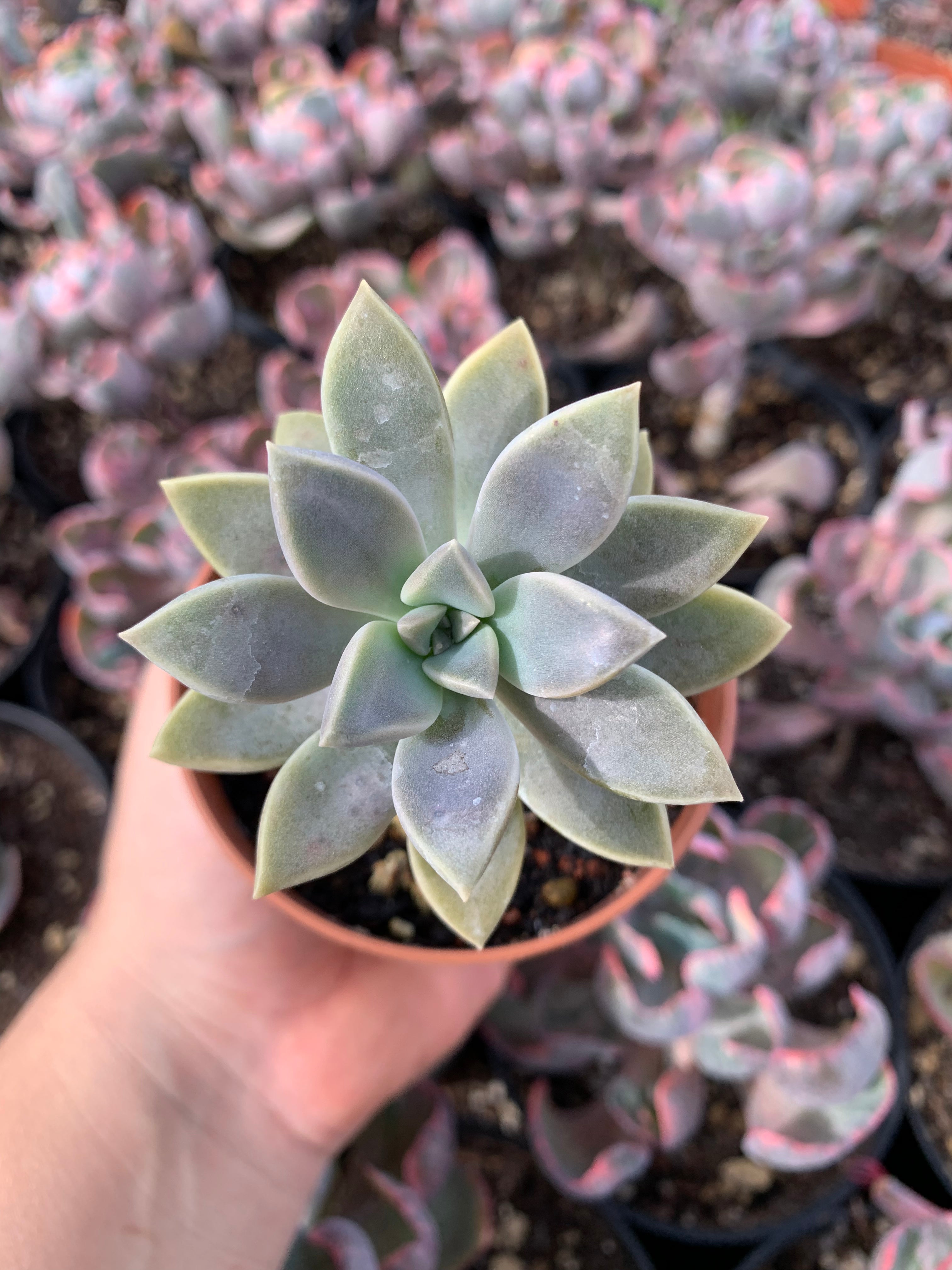 Graptopetalum 