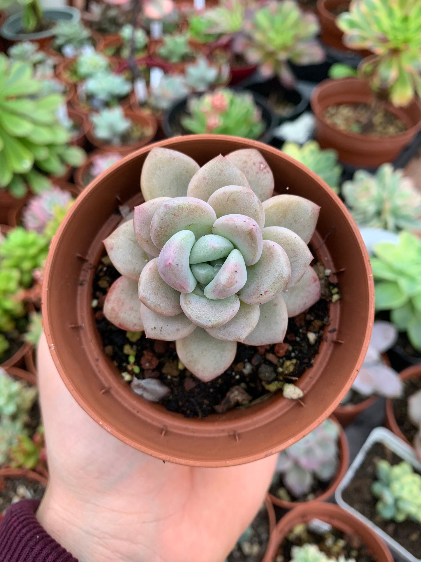 Echeveria "Amore Party" Korean