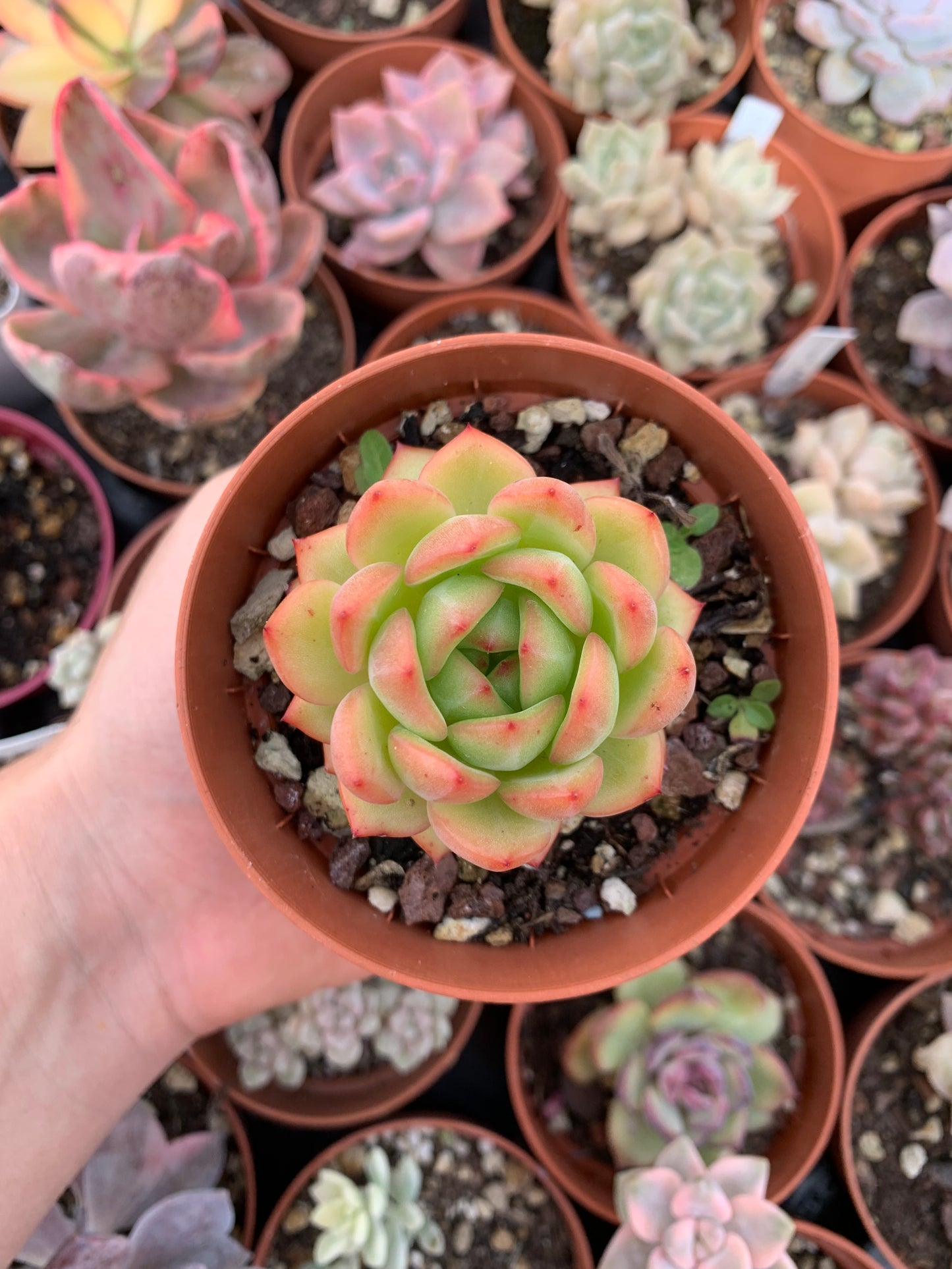 Echeveria "Red Wine" Korean