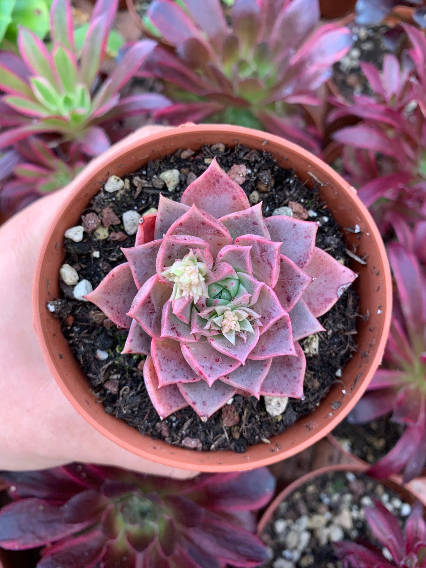 Echeveria "Zip Flat" Korean