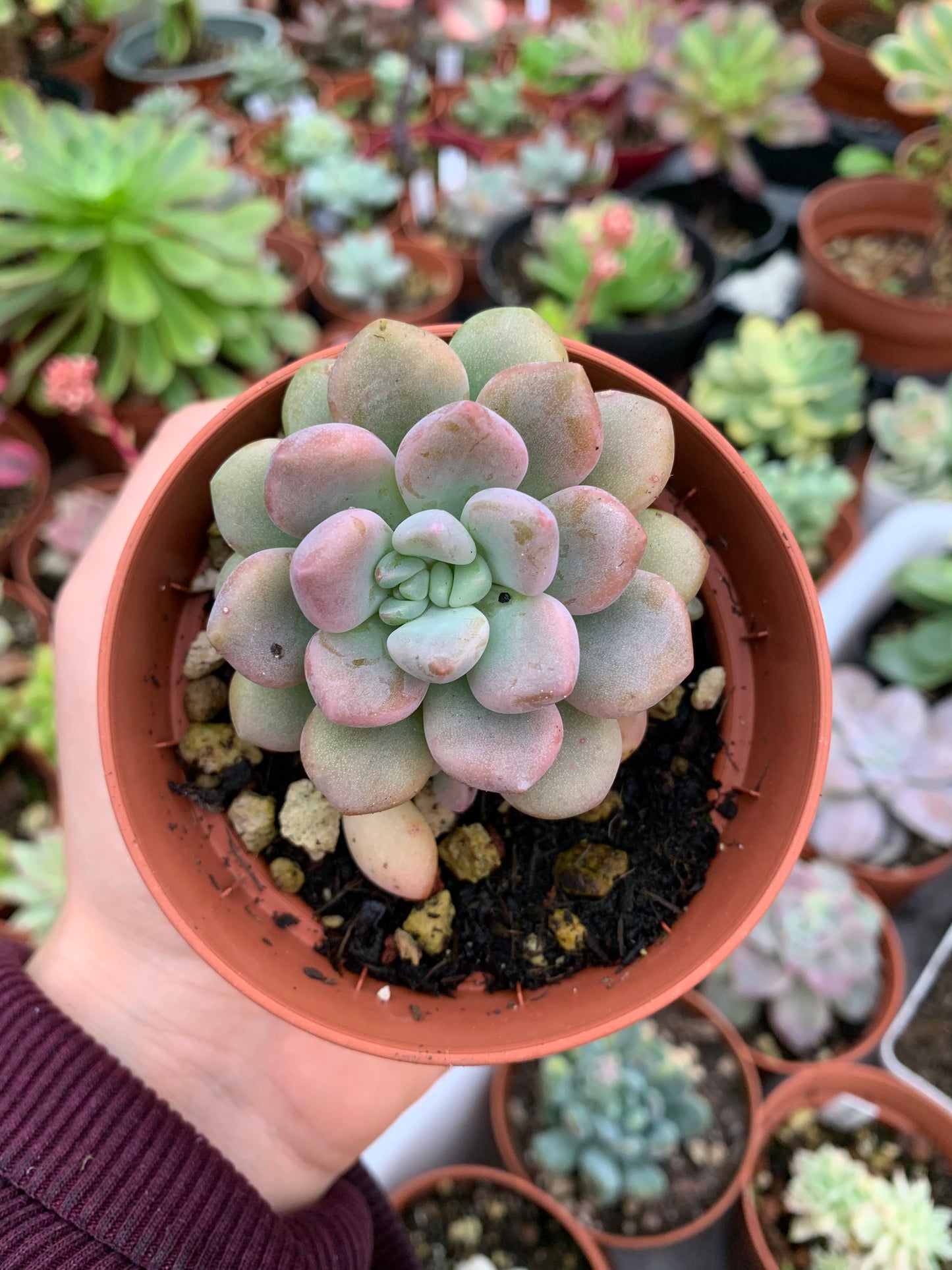 Pachyveria "Cutie Peach"  Korean