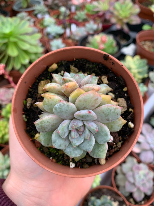 Echeveria "Devolution" (EN. derenbergii x EL. laui selected) Korean by ChangHee