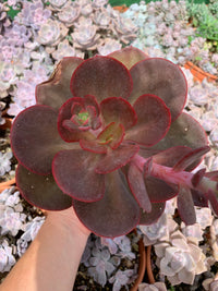 Echeveria "Prima Donna" Korean