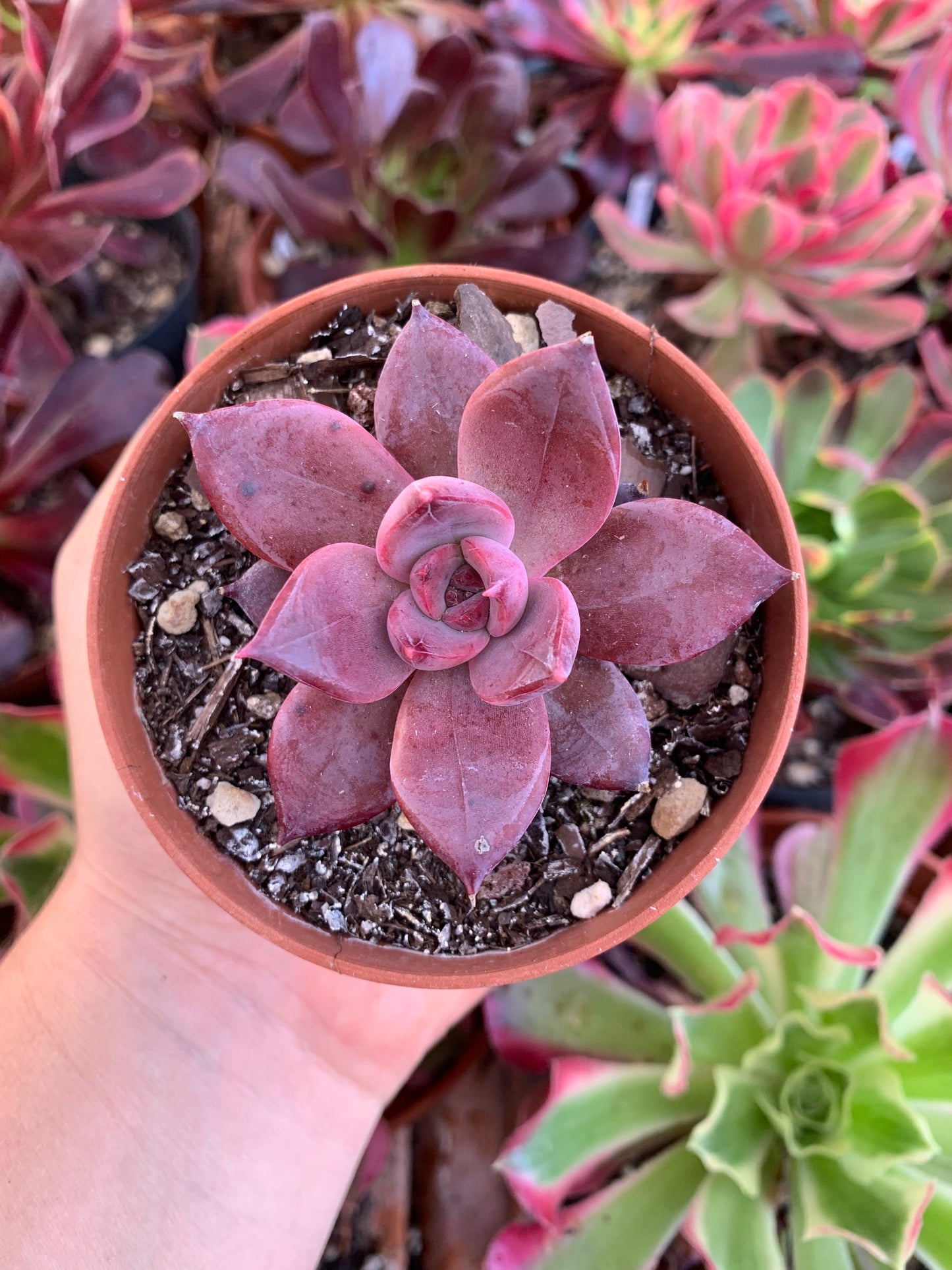 Echeveria "Red Bat"