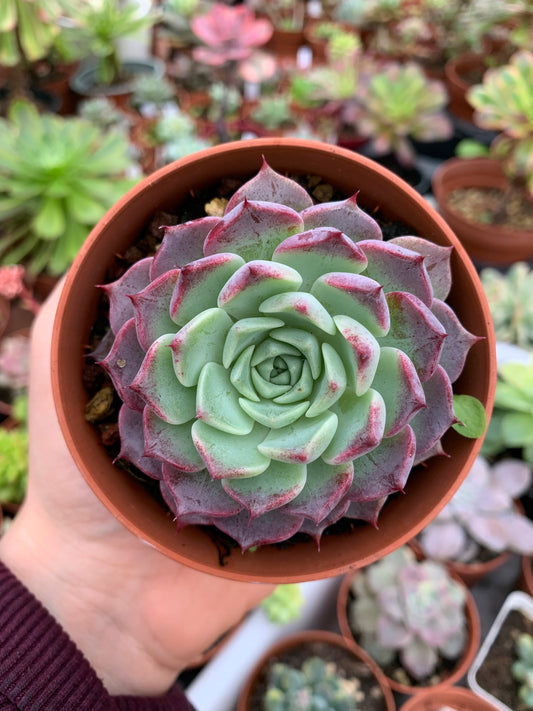 Echeveria "Red Cat"  (E. hyalina x E. sarahime) Korean by ChangHee