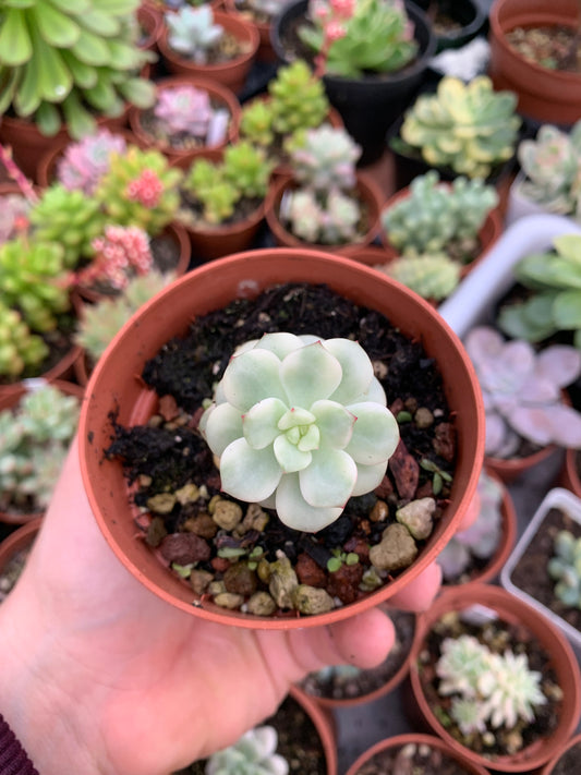 Echeveria "Tango" variegated Korean