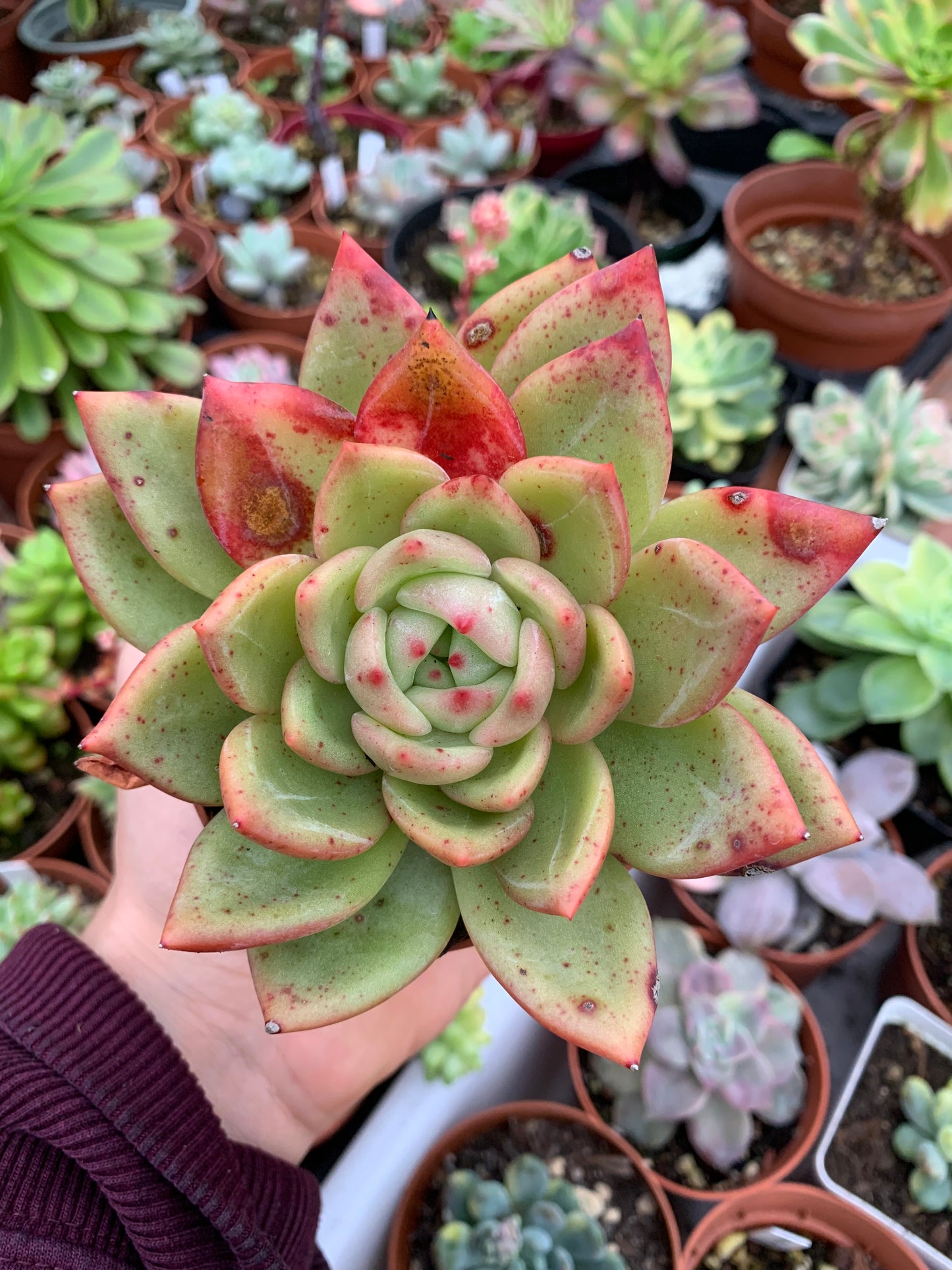 Echeveria "Champagne bianco" coreano