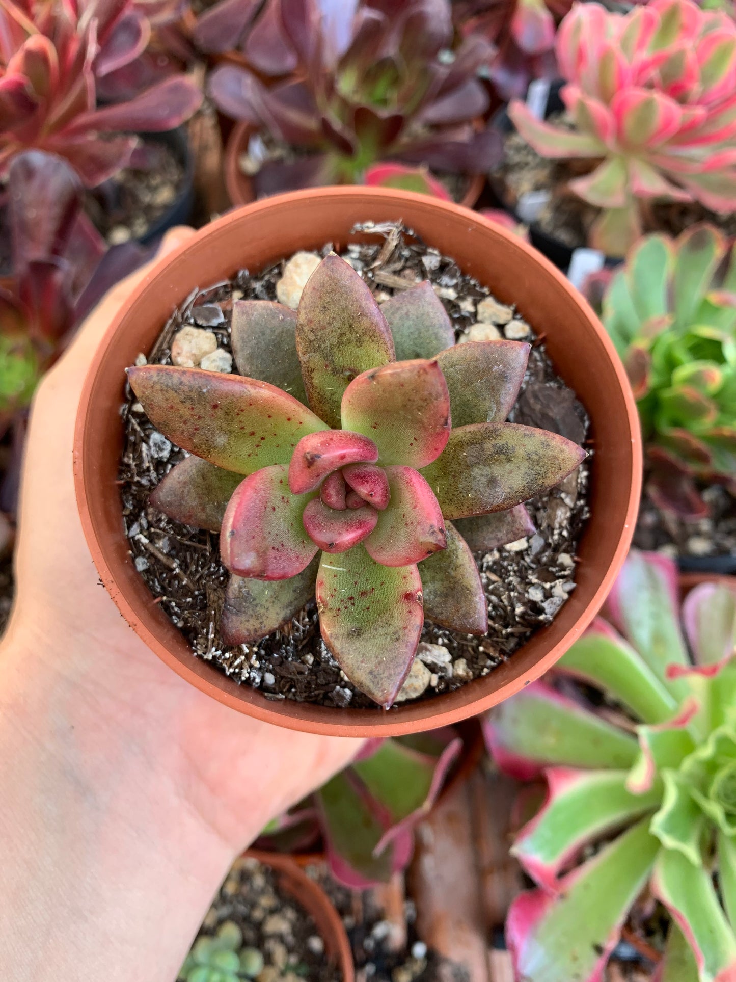 Echeveria  "abundant rose"