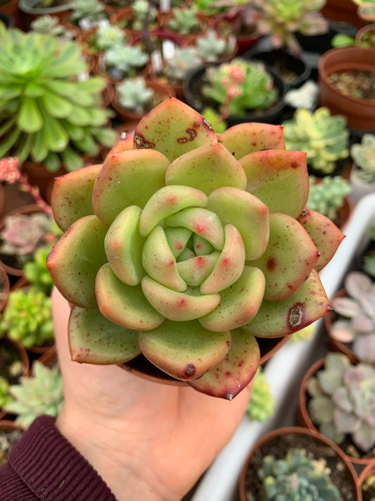 Echeveria "Laranja Champanhe"