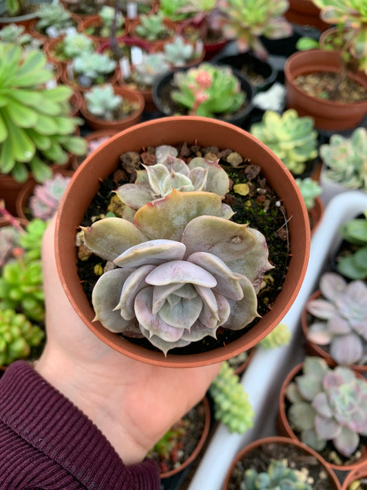 Echeveria lilacina "Marble" Korean (copia)