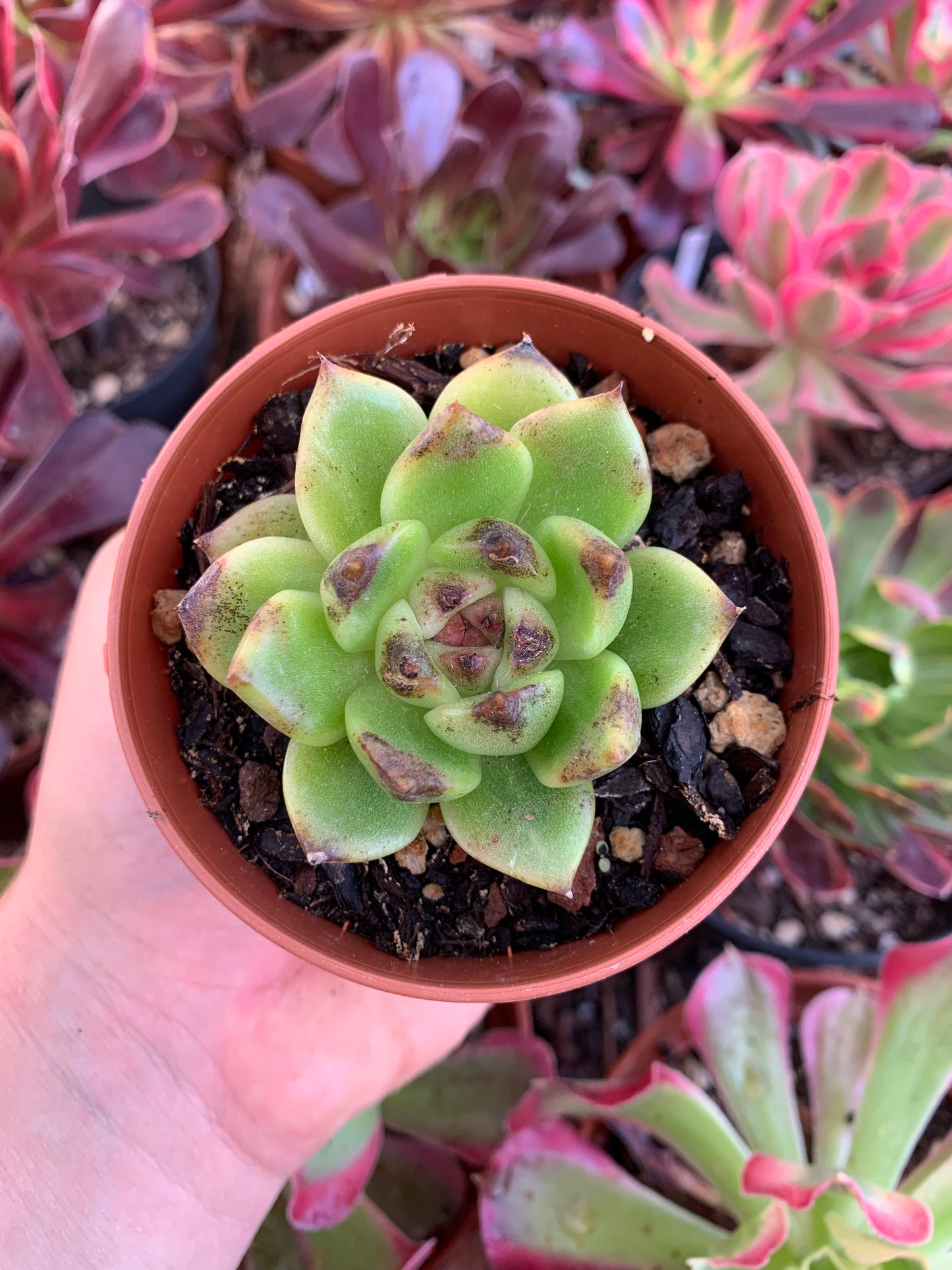 Echeveria "Triangle Rose"