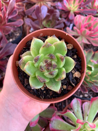 Echeveria "Triangle Rose"