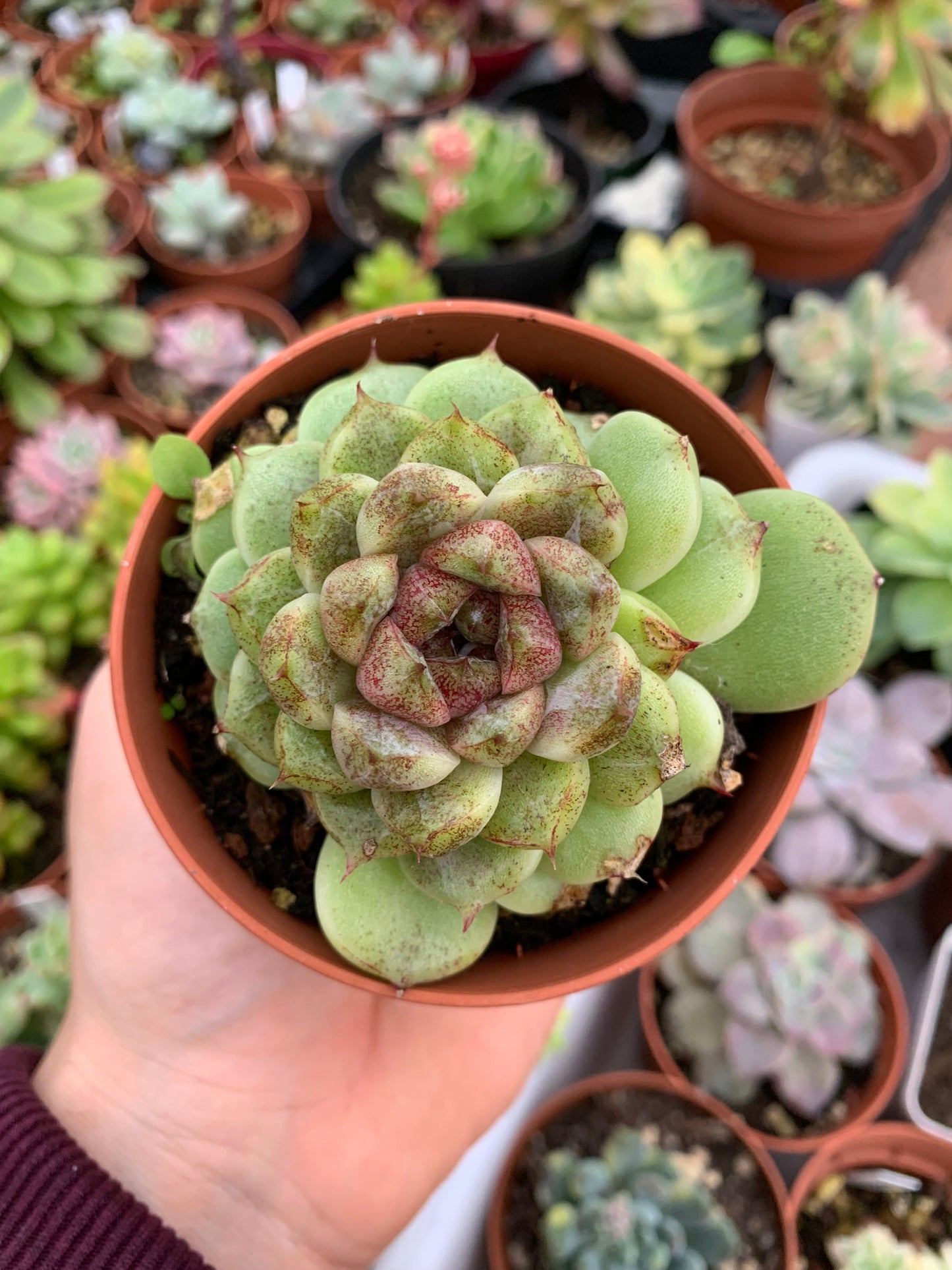 Echeveria "Fairy Queen" Korean