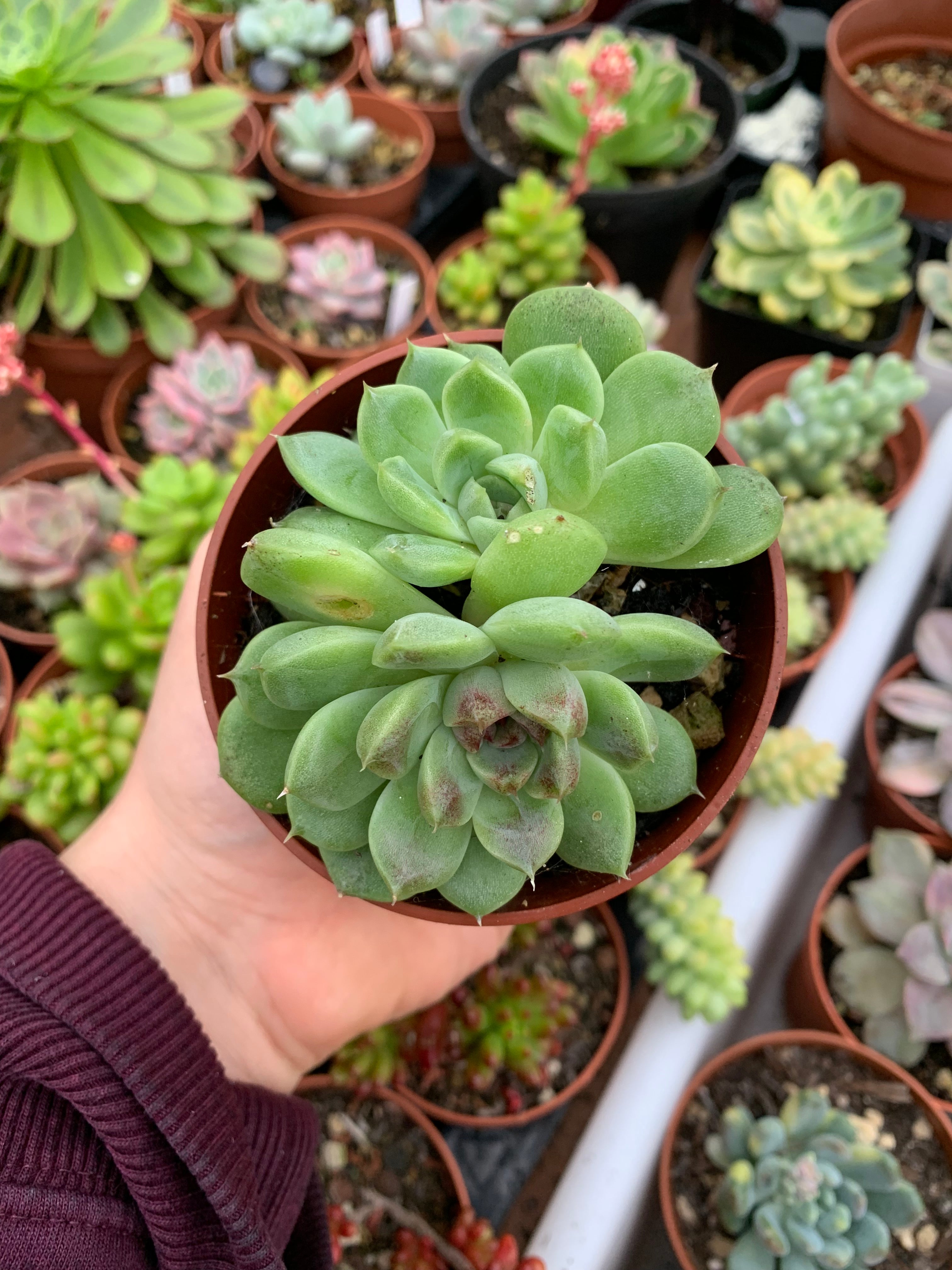 echeveria-fairy-queen-korean-succulovers