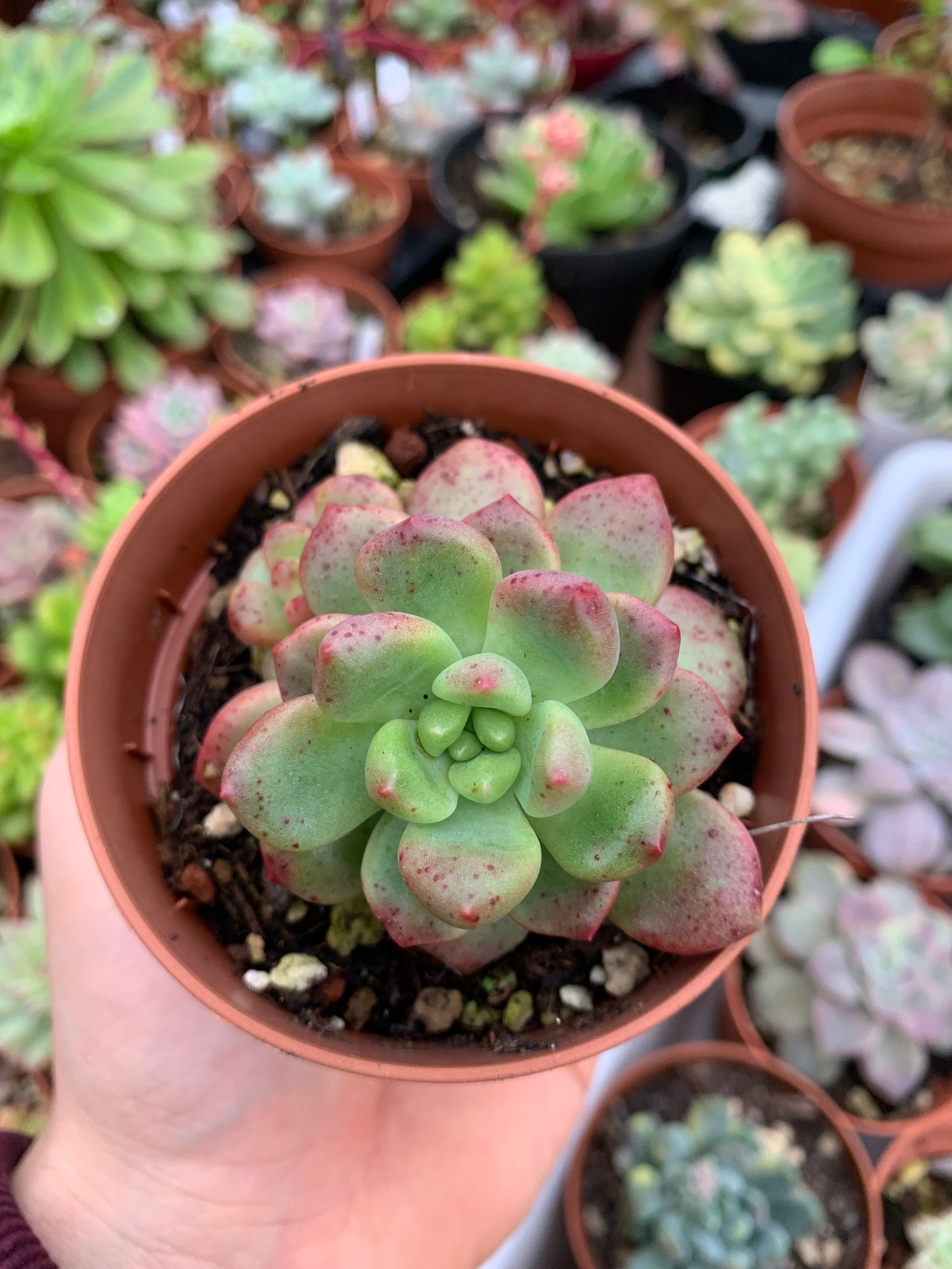 Pachyveria "Paradoxa" Coreano