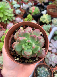 Pachyveria "Paradoxa" coreano