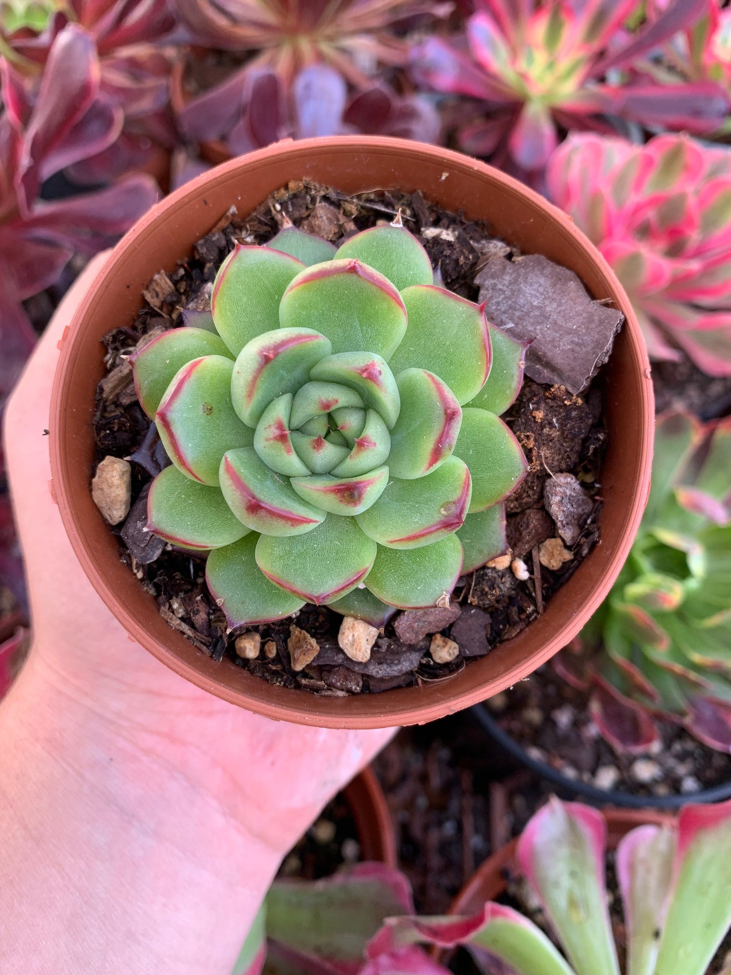 Echeveria "Moon Stone"