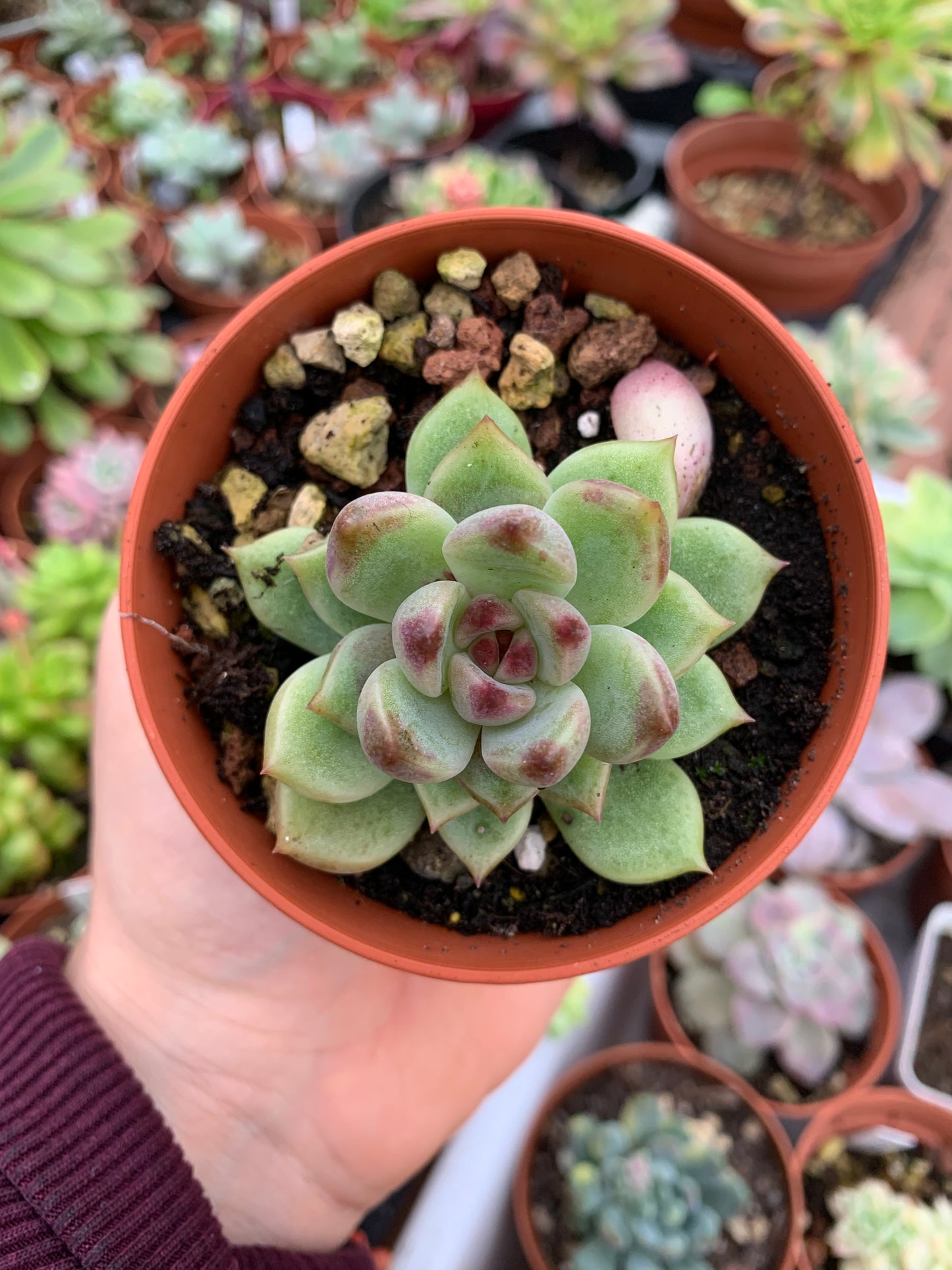 Echeveria "Violet Cheese" Korean