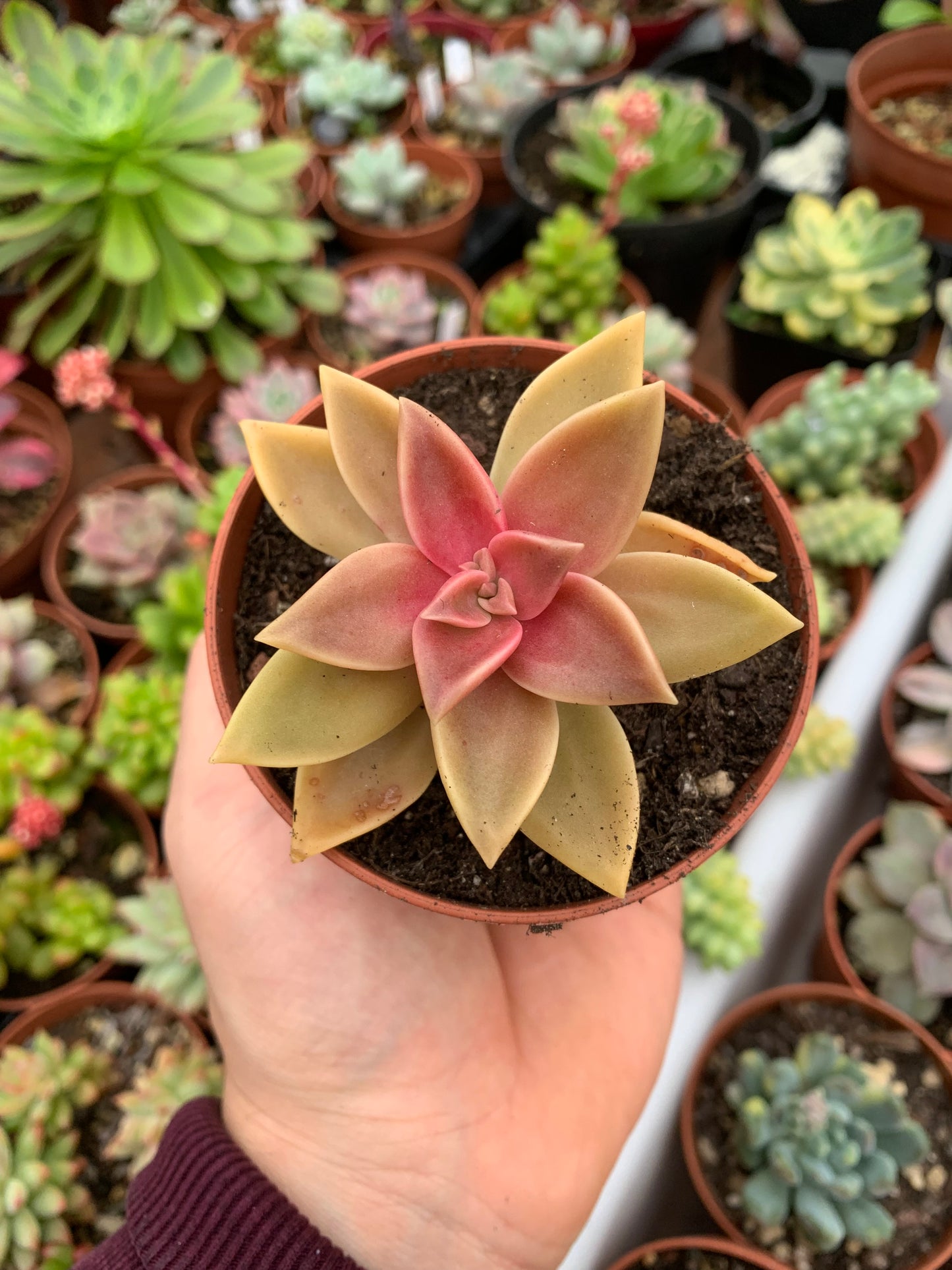 Graptosedum "Gaelle Alline"